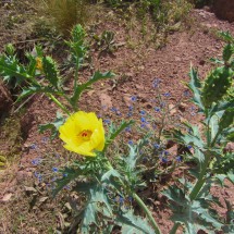 Other nice flowers (yellow poppy?)
